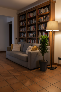 Dracaena Compacta - Potted plant -  Tumbleweed Plants