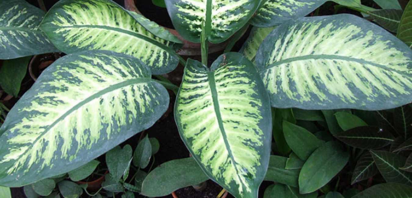 DIEFFENBACHIA Plant Care