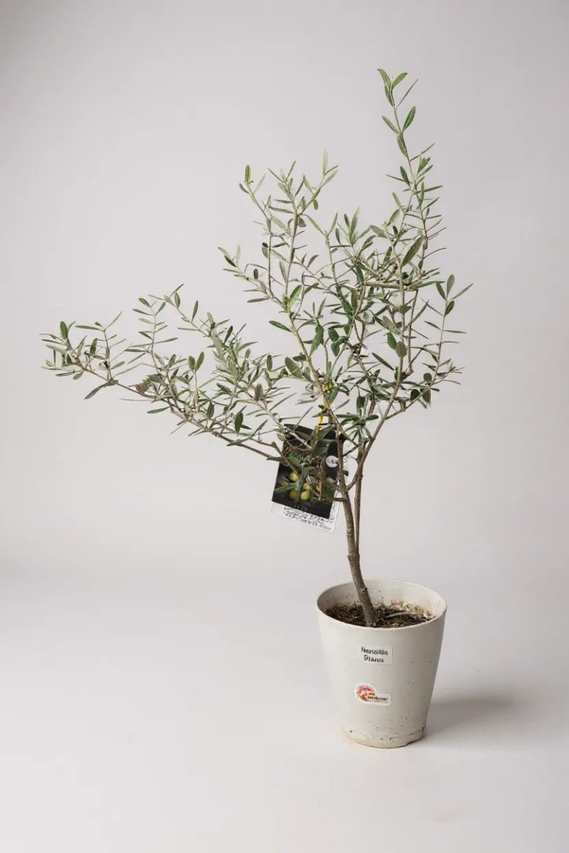 Olive Tree Standard - Japan - Potted plant - POTT - OLIV - GRWSML - 4569 - Tumbleweed Plants - Online Plant Delivery Singapore