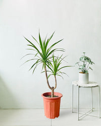 Dracaena Draco - grow pot - Potted plant - Tumbleweed Plants - Online Plant Delivery Singapore