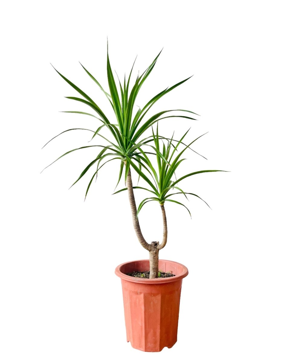 Dracaena Draco - grow pot - Potted plant - Tumbleweed Plants - Online Plant Delivery Singapore