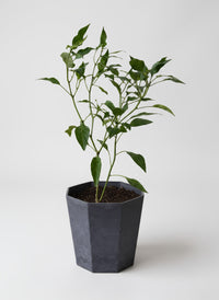 Chili Plant Padi Junior - Organic - Potted plant -  Tumbleweed Plants