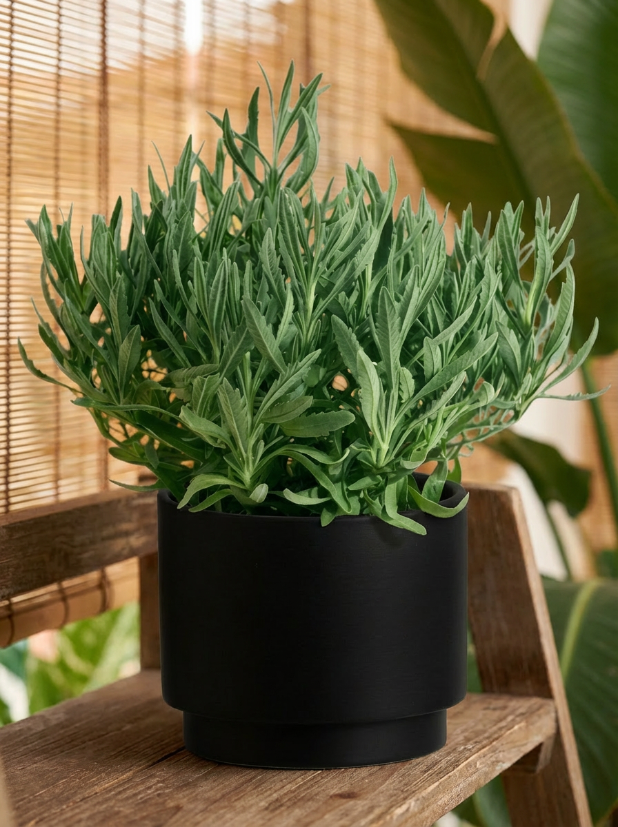 indoor lavender plant online Lavender Plant