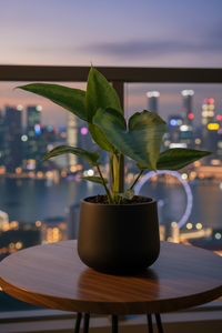 Drop Tongue Plant - Potted plant -  Tumbleweed Plants