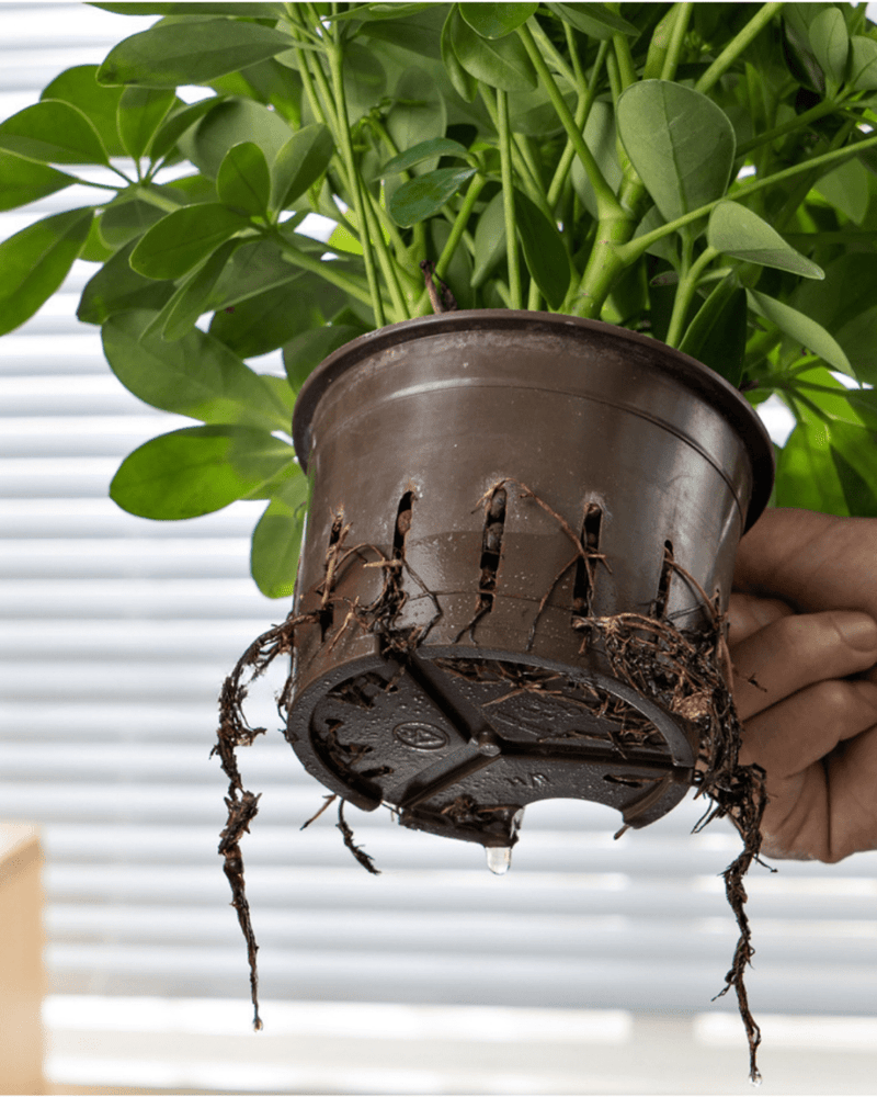 Egg Stoneblast - HydroEase Pot - Pots - 5699291975885 - Tumbleweed Plants - Online Plant Delivery Singapore