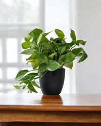 Egg Stoneblast - HydroEase Pot - Pots - 5699291975885 - Tumbleweed Plants - Online Plant Delivery Singapore