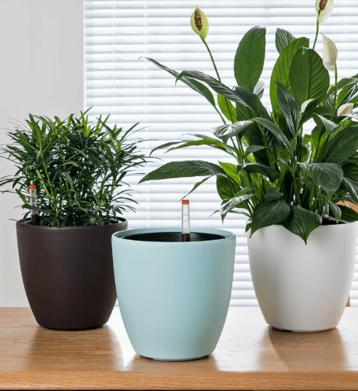 Egg Stoneblast - HydroEase Pot - Pots - POTS - EGGS - CMLGH - 6917 - Tumbleweed Plants - Online Plant Delivery Singapore