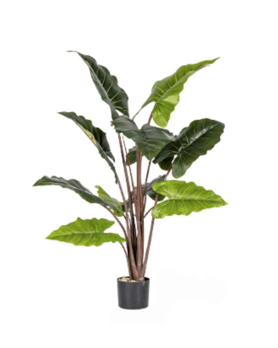 Elephant Ears Plant (Life - life Artificial) - Potted plant - 5054753962857 - Tumbleweed Plants - Online Plant Delivery Singapore