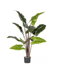 Elephant Ears Plant (Life - life Artificial) - Potted plant - 5054753962857 - Tumbleweed Plants - Online Plant Delivery Singapore