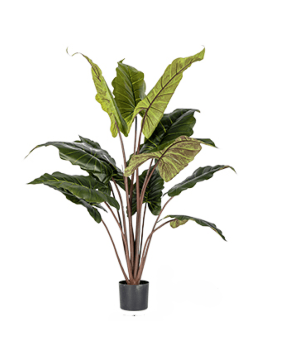 Elephant Ears Plant (Life - life Artificial) - Potted plant - 5054753962858 - Tumbleweed Plants - Online Plant Delivery Singapore