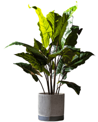 Elephant Ears Plant (Life - life Artificial) - Potted plant - 5054753962859 - Tumbleweed Plants - Online Plant Delivery Singapore