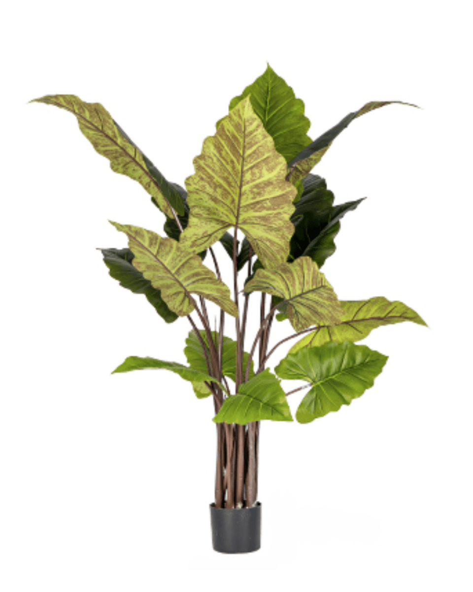 Elephant Ears Plant (Life - life Artificial) - Potted plant - 5054753962859 - Tumbleweed Plants - Online Plant Delivery Singapore