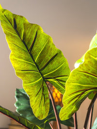 Elephant Ears Plant (Life - life Artificial) - Potted plant - 5054753962856 - Tumbleweed Plants - Online Plant Delivery Singapore