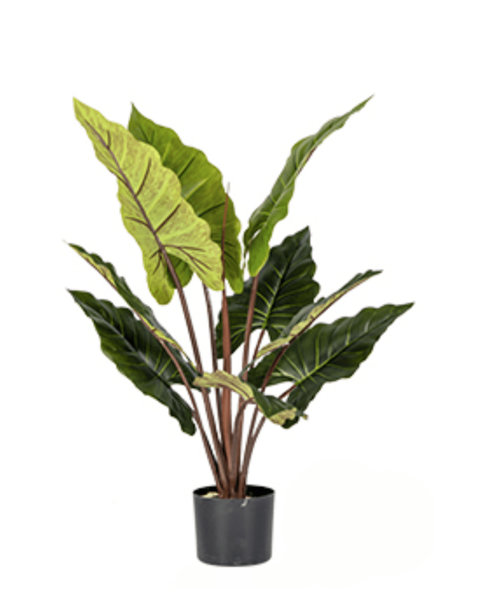Elephant Ears Plant (Life - life Artificial) - Potted plant - 5054753962856 - Tumbleweed Plants - Online Plant Delivery Singapore