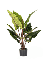 Elephant Ears Plant (Life - life Artificial) - Potted plant - 5054753962856 - Tumbleweed Plants - Online Plant Delivery Singapore