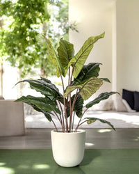 Elephant Ears Plant (Life - life Artificial) - Potted plant - 5054753962856 - Tumbleweed Plants - Online Plant Delivery Singapore