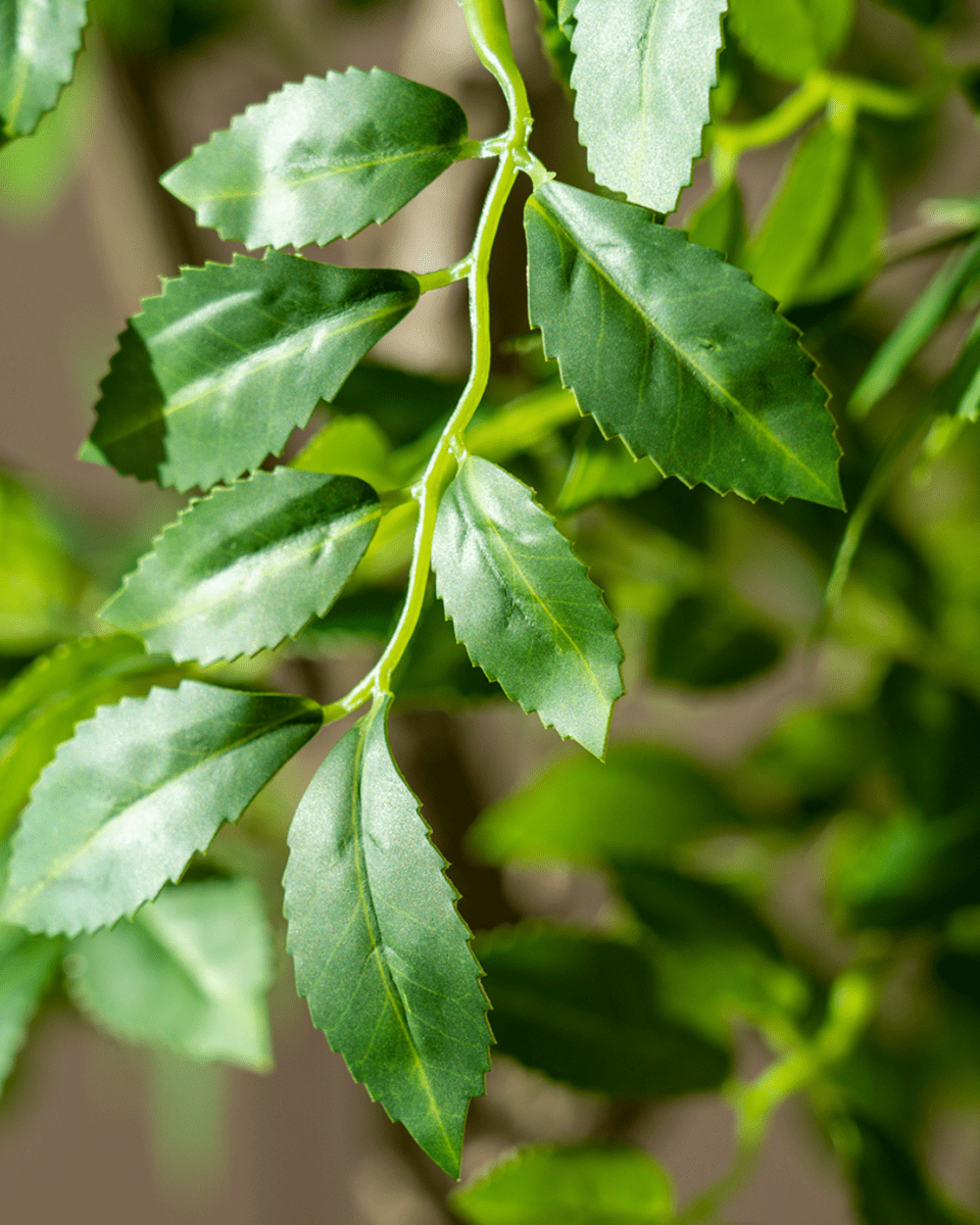 Elm Money Tree (Life - like Artificial) - Potted plant - 5300952242268 - Tumbleweed Plants - Online Plant Delivery Singapore