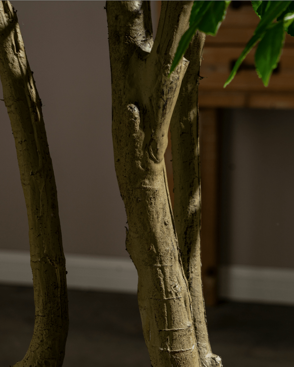 Elm Money Tree (Life - like Artificial) - Potted plant - 5300952242268 - Tumbleweed Plants - Online Plant Delivery Singapore