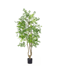 Elm Money Tree (Life - like Artificial) - Potted plant - 5300952242283 - Tumbleweed Plants - Online Plant Delivery Singapore
