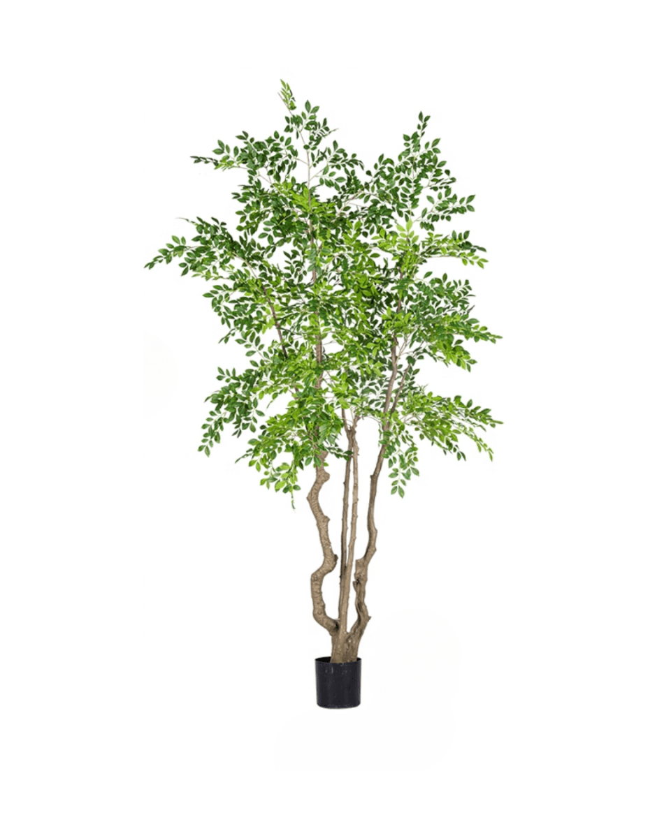 Elm Money Tree (Life - like Artificial) - Potted plant - 5300952242291 - Tumbleweed Plants - Online Plant Delivery Singapore
