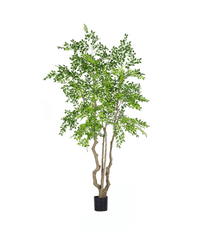 Elm Money Tree (Life - like Artificial) - Potted plant - 5300952242291 - Tumbleweed Plants - Online Plant Delivery Singapore
