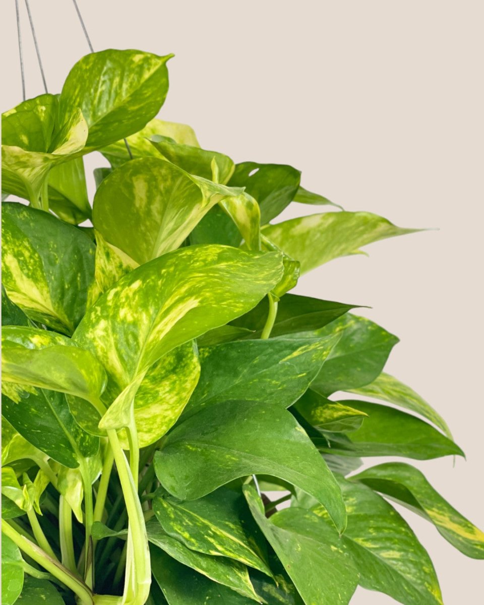 Epipremnum Aureum - Golden Pothos (Variegated) in Coco Husk - Coco Husk - Potted plant - Tumbleweed Plants - Online Plant Delivery Singapore