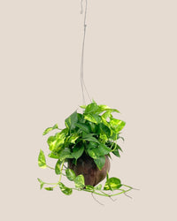 Epipremnum Aureum - Golden Pothos (Variegated) in Coco Husk - Coco Husk - Potted plant - Tumbleweed Plants - Online Plant Delivery Singapore