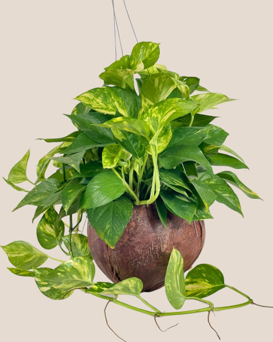 Epipremnum Aureum - Golden Pothos (Variegated) in Coco Husk - Coco Husk - Potted plant - Tumbleweed Plants - Online Plant Delivery Singapore