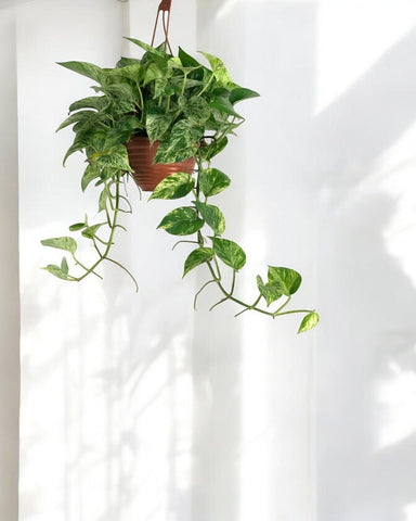 Epipremnum 'Marble Queen'