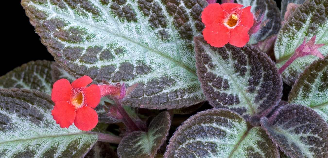Episcia Plant Care