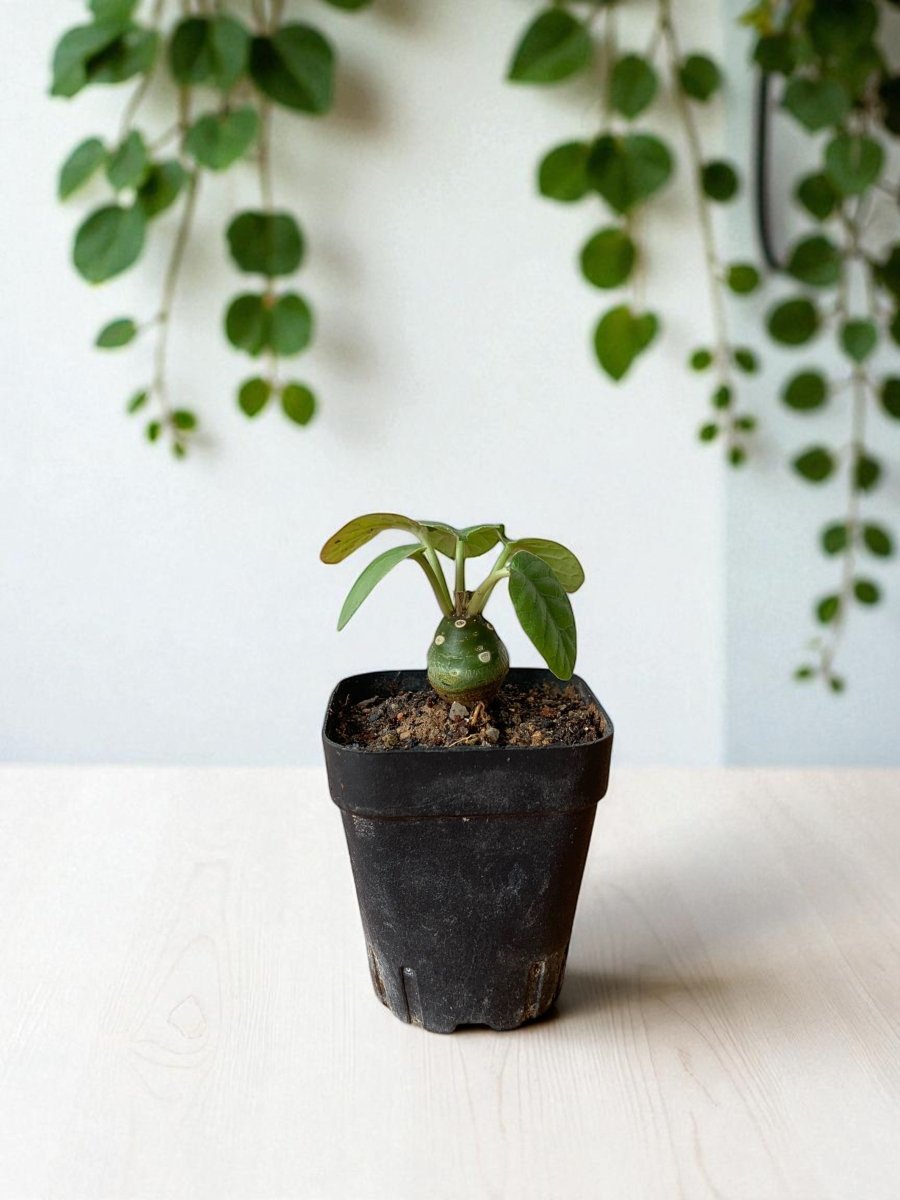 Euphorbia Gabisan - Potted plant - POTT - EUPH - GRW - 7118 - Tumbleweed Plants - Online Plant Delivery Singapore