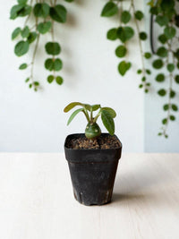 Euphorbia Gabisan - Potted plant - POTT - EUPH - GRW - 7118 - Tumbleweed Plants - Online Plant Delivery Singapore