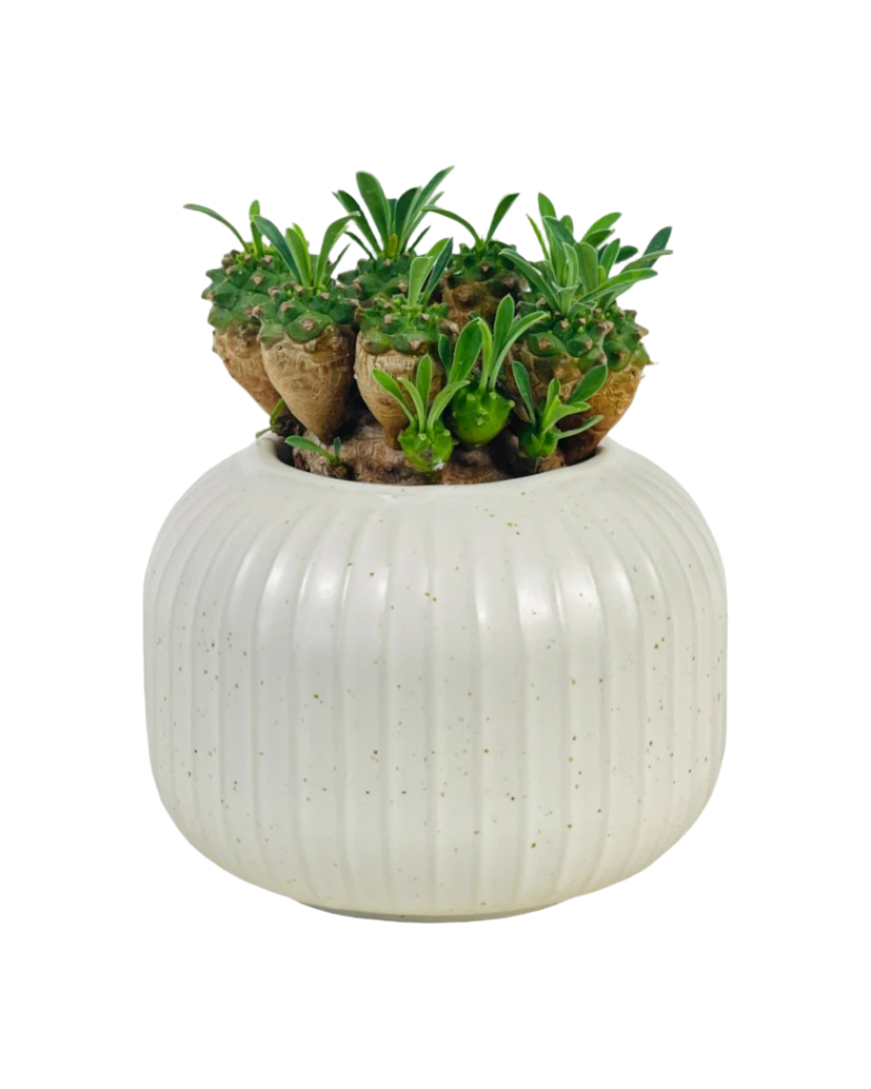 Euphorbia Gabisan - Potted plant -  Tumbleweed Plants