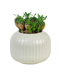 Euphorbia Gabisan - Potted plant -  Tumbleweed Plants