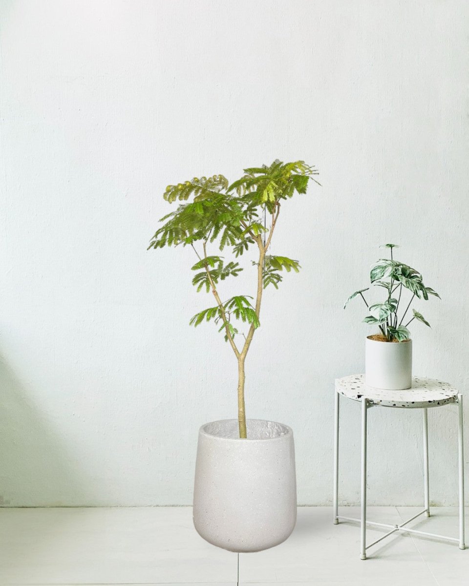 Everfresh Tree (Japan) 1.4 - 1.6m - grow pot - Potted plant - Tumbleweed Plants - Online Plant Delivery Singapore