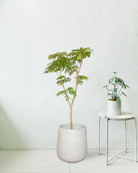 Everfresh Tree (Japan) 1.4 - 1.6m - grow pot - Potted plant - Tumbleweed Plants - Online Plant Delivery Singapore