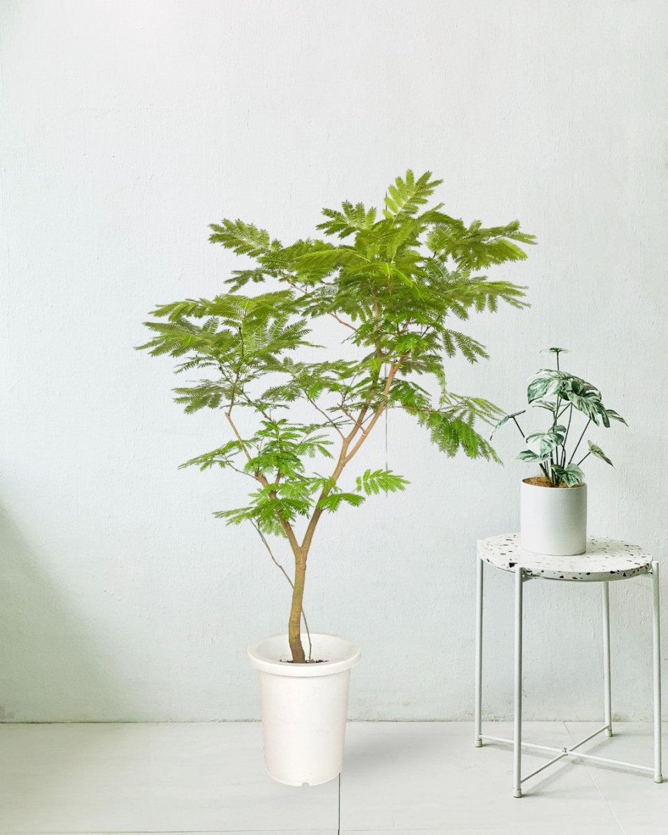 Everfresh Tree (Japan) 1.4 - 1.6m - grow pot - Potted plant - Tumbleweed Plants - Online Plant Delivery Singapore