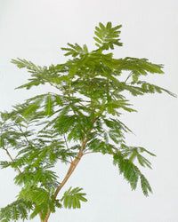 Everfresh Tree (Japan) 1.4 - 1.6m - grow pot - Potted plant - Tumbleweed Plants - Online Plant Delivery Singapore