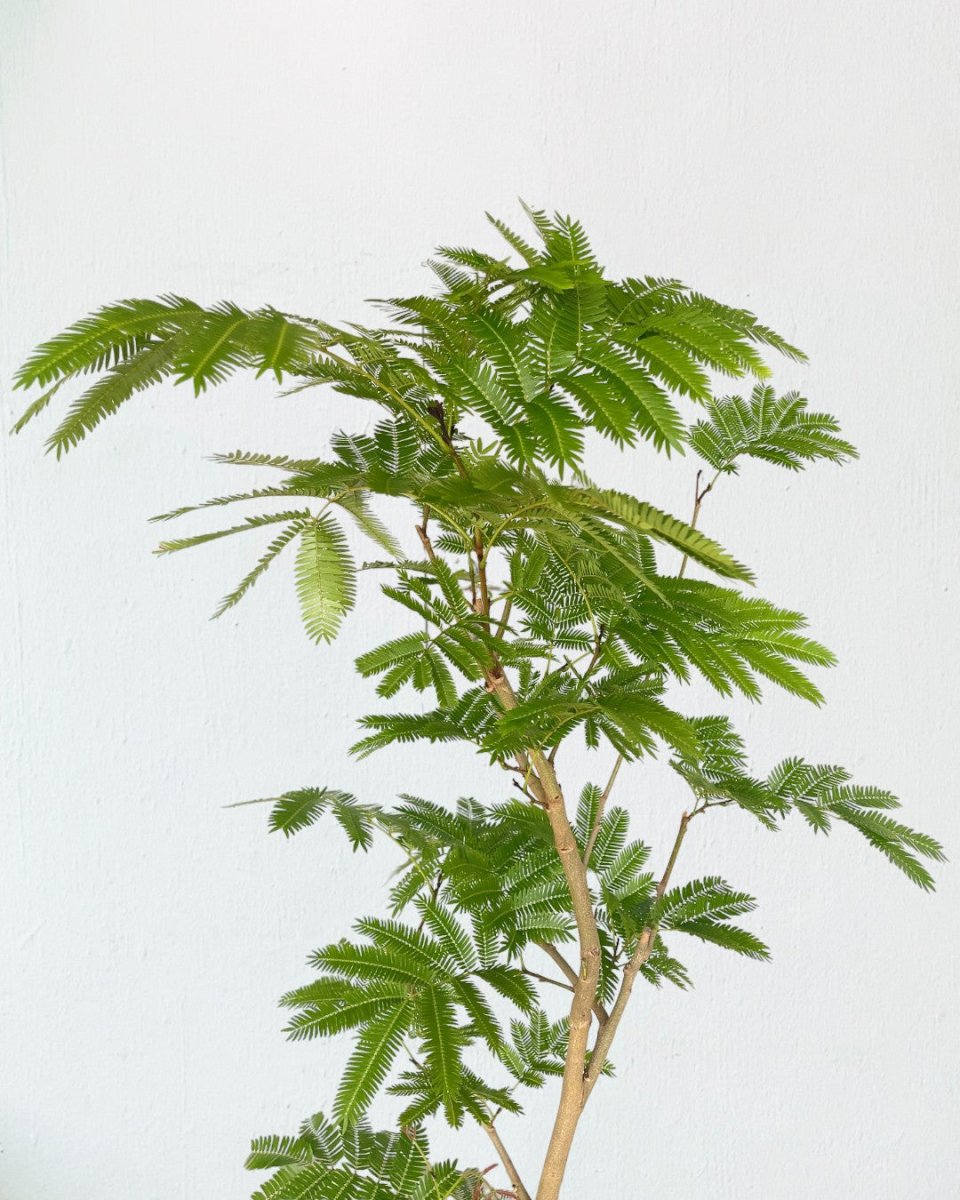 Everfresh Tree (Japan) 1.4 - 1.6m - grow pot - Potted plant - Tumbleweed Plants - Online Plant Delivery Singapore