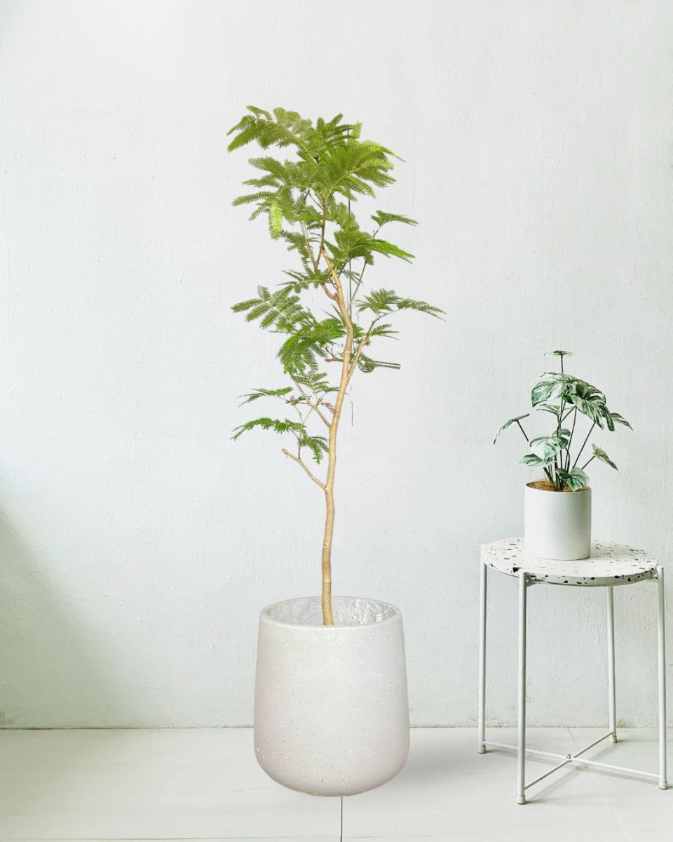 Everfresh Tree (Japan) 1.4 - 1.6m - grow pot - Potted plant - Tumbleweed Plants - Online Plant Delivery Singapore
