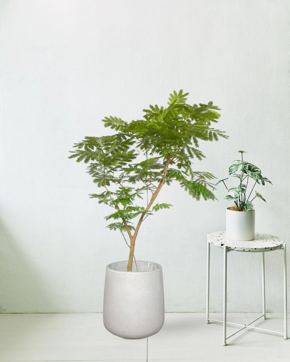Everfresh Tree (Japan) 1.4 - 1.6m - grow pot - Potted plant - Tumbleweed Plants - Online Plant Delivery Singapore