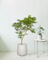 Everfresh Tree (Japan) 1.4 - 1.6m - grow pot - Potted plant - Tumbleweed Plants - Online Plant Delivery Singapore