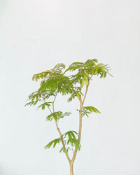 Everfresh Tree (Japan) 1.4 - 1.6m - grow pot - Potted plant - Tumbleweed Plants - Online Plant Delivery Singapore