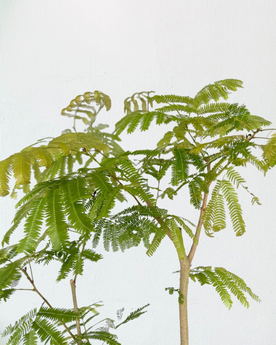 Everfresh Tree (Japan) 1.4 - 1.6m - grow pot - Potted plant - Tumbleweed Plants - Online Plant Delivery Singapore