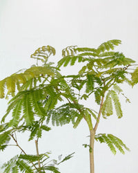 Everfresh Tree (Japan) 1.4 - 1.6m - grow pot - Potted plant - Tumbleweed Plants - Online Plant Delivery Singapore
