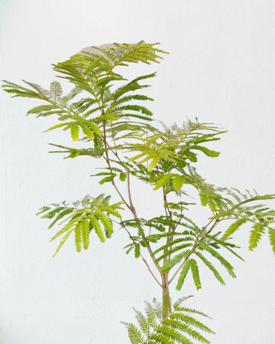 Everfresh Tree (Japan) 1.4 - 1.6m - grow pot - Potted plant - Tumbleweed Plants - Online Plant Delivery Singapore