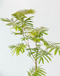 Everfresh Tree (Japan) 1.4 - 1.6m - grow pot - Potted plant - Tumbleweed Plants - Online Plant Delivery Singapore