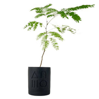 Everfresh Baby Tree - Pithecellobium Confertum (Japan)