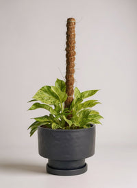 Marble Queen Plant 0.3m