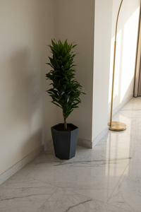 Dracaena Compacta - Potted plant -  Tumbleweed Plants